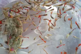 孔雀鱼侧游侧翻怎么办？这是PH值中毒的症状，赶紧换水，迟了团灭视频封面