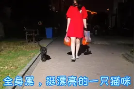 遇到一只机灵的流浪猫，用猫粮哄骗它一路跟随回家，让它认个家门