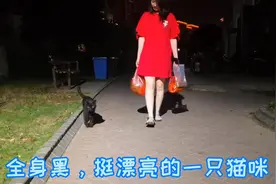 遇到一只机灵的流浪猫，用猫粮哄骗它一路跟随回家，让它认个家门
