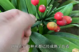 君子兰种子成熟，只要学会“播种”，来年就能收获“上百棵”视频封面