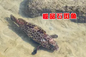 退潮后，阿聪抓获几百一斤名贵“宝石”石斑鱼，罕见品种发财了