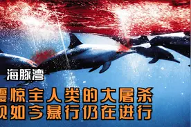 电影：本是海豚的避风港，却成了血腥的屠宰场，如今暴行仍在继续视频封面