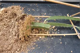 盆栽火龙果对土壤的“要求”后期养护新芽更壮