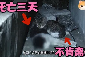 猫爸去世三天，小猫还不懂死亡意味着什么，陪在身边不肯离去视频封面
