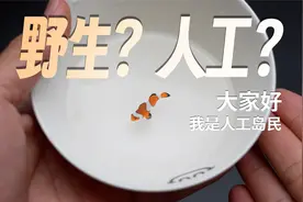 渔民南沙捕捞的小丑鱼，为啥大家非要说是人工的？