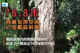 76.8米的不丹松！西藏墨脱发现中国大陆已知最高的树视频封面