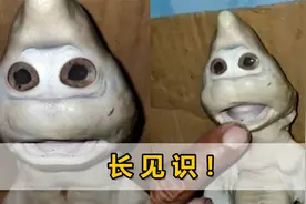 印尼渔夫捕获鲨鱼，解刨出鲨鱼宝宝面部似人脸：俩眼溜圆微张着嘴