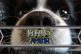 关于狗狗鼻子的冷知识，你知道多少？视频封面