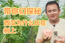 胖哥哥带你们探秘西瓜为何长在树上，原因竟然如此简单视频封面