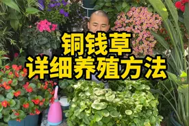 铜钱草水养的正确方法,怎么养才会更旺盛更容易爆盆呢?喜阳植物视频封面