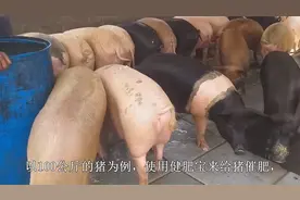 今天我来给大家讲一下猪如何快速催肥，不学习那会有进步！！！视频封面