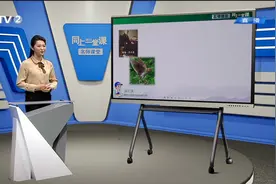 12.11《一花一鸟总关情》-重庆外国语学校森林小学-陈李视频封面