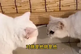 你相信猫与猫之间有语言沟通吗？原来猫真的能听懂猫语，太神奇了视频封面