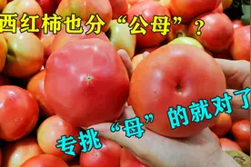 买西红柿专挑母的，顶部一眼就辨出，沙甜多汁，老菜农这招真管用