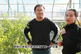 陕西无土栽培西红柿，亩产3万多斤，怎么做到的？视频封面