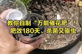 比磷酸二氢钾好？教你自制“万能催花肥”，肥效180天还杀菌驱虫视频封面