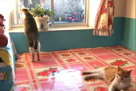 猫咪召唤术：网友推荐猫咪叫声，果然能勾引到猫，就是叫声有点怪视频封面