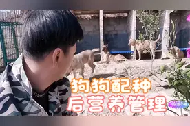 狗狗在配种之后需要补充钙片和其它营养吗？犬舍分享经验视频封面