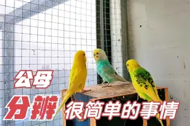 秋雨起，虎皮鹦鹉繁殖的季节，鹦鹉公母分辨配对颜色经验视频封面