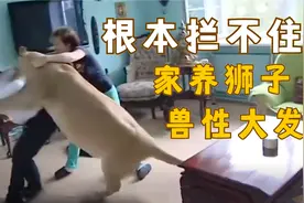 主人录下家养狮子兽性大发，疯狂撕咬人的过程，根本拦不住！视频封面