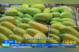 海南三亚：芒果进入采摘旺季，今年价格同比小幅上涨|第一时间视频封面