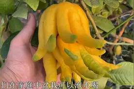盆栽佛手柑掌握“小诀窍”，开花就结果，挂满金黄色“佛手”视频封面