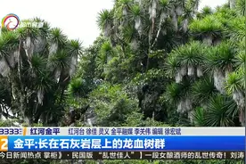 金平：长在石灰岩层上的龙血树群视频封面