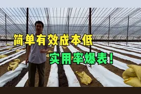 无土栽培新模式！做法简单成本低，杜绝土传病害、全国适用！视频封面