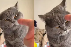 主人教训不听话的猫咪反被其瞪，眼神逗乐网友：这是有一百个不服视频封面