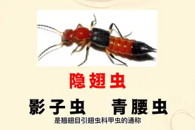 如何防治隐翅虫视频封面