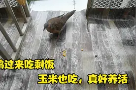 阳台来了一只野斑鸠，每天过来吃鸽子的剩饭，不挑食吃玉米好养活视频封面