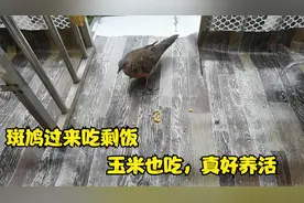 阳台来了一只野斑鸠，每天过来吃鸽子的剩饭，不挑食吃玉米好养活视频封面