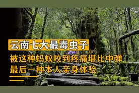 盘点云南七大最毒虫子，隐翅虫碰到就毁容，最后一种本人亲身体验