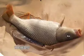 生长周期更是要五六年？十多斤的大鲤鱼，最大的一尾渔获出水了！视频封面