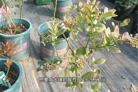 蓝莓苗虽然很好养，但要注意土壤调酸，不是什么土都可以栽种视频封面