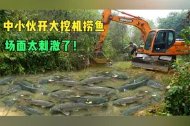 小伙请大挖机到现场捞鱼，场面太震撼！大材小用，是不是亏了呢？视频封面