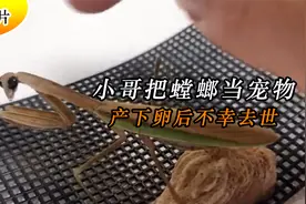 小哥把螳螂当宠物：产下卵后不幸去世，留下了一群小螳螂视频封面