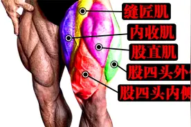 大腿股四头肌专项训练讲解，教你股四头肌训练，看完你就知道了视频封面