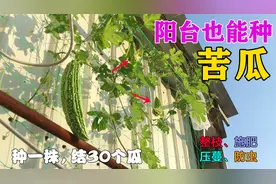 苦瓜这样剪一刀，确保一棵至少结瓜30个，产量比菜地还要多！视频封面