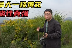 路边发现外来入侵植物“加拿大一枝黄花”，立马举报，小伙做得对视频封面