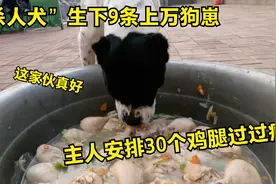 杀人犬生下9条上万狗崽，主人安排30个鸡腿过过瘾，这伙食真奢侈视频封面