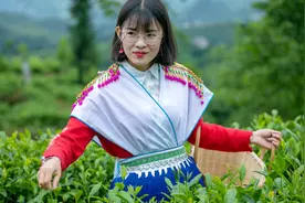 贵州一位煤老板，耗时11年投资2亿元，将荒山变成万亩高山茶园视频封面