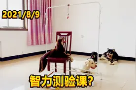 铲屎官给四个狗宝准备了智力测验，狗宝们谁会是赢家？视频封面
