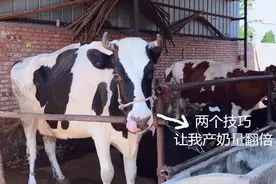 奶牛产奶量不高？农村养牛大姐两个技巧，助你产奶量稳步提升。