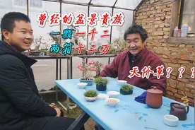 四年前的盆景贵族竟是菖蒲！展览上卖出天价！你猜现在值多少呢？视频封面