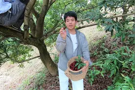 “中国杨梅之乡”靖州杨梅和普通杨梅有什么区别，今天算长见识了