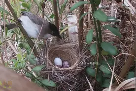 鸟窝里有一枚白色的杜鹃鸟蛋，鸟妈妈能识破吗？