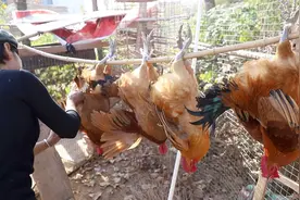 大公鸡害怕打针，半夜潜逃了，爸爸妈妈心一横，捉了4只杀鸡儆猴