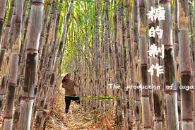 传统方法制作蔗糖，30斤甘蔗出2斤糖，方法简单在家就能做视频封面