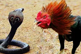 当愤怒的公鸡遇到大毒蛇，这场互相撕咬的大战前所未有的残暴